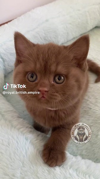 Adorable Cinnamon Kitten Expresses Love in the Sweetest Way