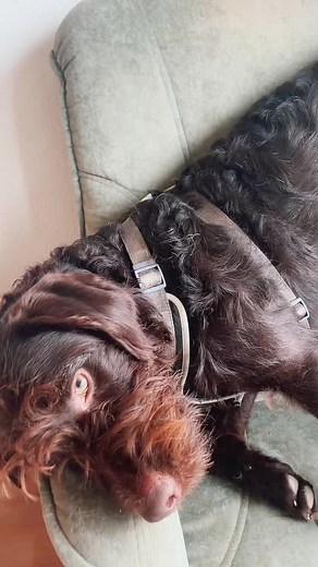 Animalia habitat on TikTok