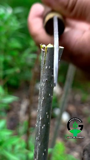 Plant grafting | Easy grafting techniques | Grafting examples #wildlife #grafting #fruit #plants | Easy Grafting Techniques