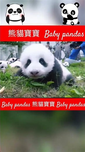 超萌熊貓寶寶新力軍 Newborn super cute baby pandas