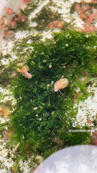 Spotted Congo fry size comparison with tiny baby ramshorn snails and moss. 2 week old hatched June 11th. #SpottedCongo #spottedcongopuffer #tetraodonschoutedeni #pufferfish #captivebred #pets #aquarium #snail #moss #plants