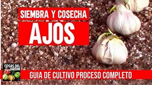 En vídeo de hoy te voy a enseñar un método de cultivo del ajo en maceta que es simplemente maravilloso y muy fácil de hacer, no es un cultivo hidropónico, solo con tierra. | Cosas del Jardin