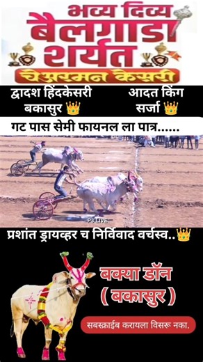 बकासुर आणि सर्जा सेमी फायनल ला पात्र.#bailgadasharyat #baliraja #viral#bakasur #shortvideo #sharyat