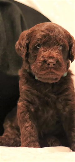 LLL Labradoodle puppies ready to go to their new homes December. Visit LLL Poodles, Doodles & Labradors on Facebook for details. #puppies #labradoodles