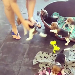 979K views · 18K reactions | I wanna be these puppies! | Rush Brush | Facebook