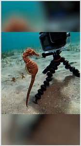 A diver off the Victoria coast captured the moment a bigbelly seahorse had a close look at her GoPro camera. | storyful