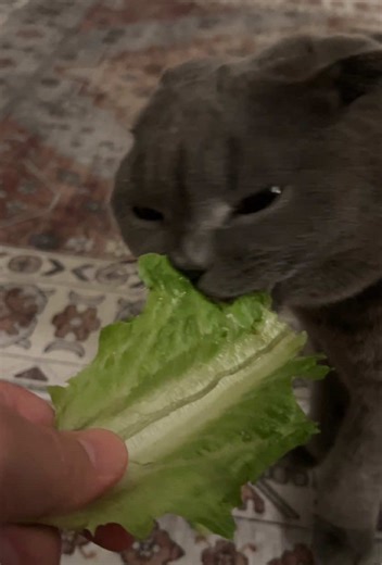 Sister Minnie is eating lettuce 🥬✨ . #catlife #catlovers #funnycats #cats #ramadan