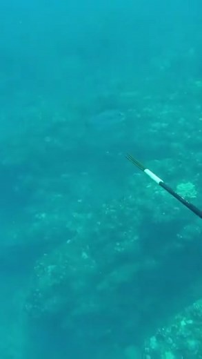 Venture Wetsuits on TikTok