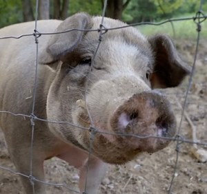 1.1K views · 139 reactions | Soooo?! Did you guys watch Hope Haven’s...