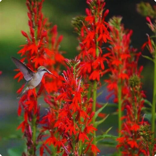 Cardinal Flower Seeds 300+ | Lobelia Cardinalis Native Wildflower | Bright Red Garden Blooms for Pollinators - Etsy
