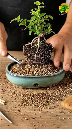 How to Start Bonsai the Easy Way (Complete Beginner Guide)