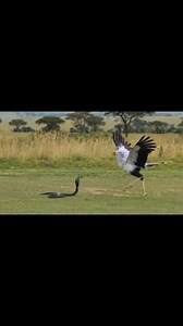 Precision: Secretary Bird vs Cobra | Videsh Wild