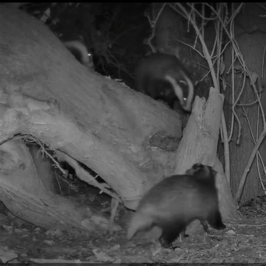 It's National Badger Day today, and what better way to celebrate than with this amazing trail camera footage! 🤩 Watch this trio of badgers having a proper play-fight. Play is actually really important for badgers—it helps young cubs learn social skills, develop coordination, and strengthen family bonds within the 'clan.' A wonderful reminder of our beautiful native wildlife! 🖤🤍 #NationalBadgerDay | Get Wild