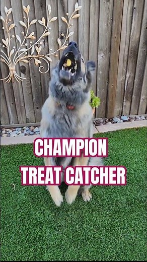 Amazing German Shepherd Dog Tricks