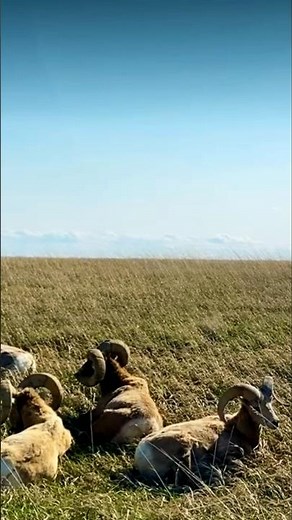 The Majestic Bighorn Sheep