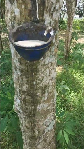 The process of freezing rubber sap with special vinegar water#latex
