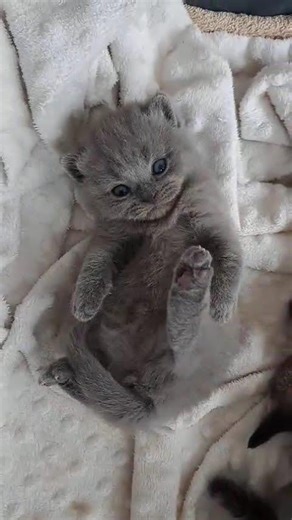 Warning: This Kitten Is TOO Cute 😍🐱