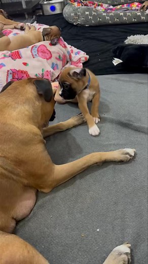 Visit >>>https://pureboxerpuppies.com Meet our beautiful Boxer babies each one is a bundle of love waiting for a second chance at happiness🐶💖 They’ve been cared for with so much love, and now it’s their turn to bring joy to a new family. Boxers make incredible companions with their loyal hearts and playful souls. #CuteBoxers #BoxerCuties #BoxerBaby #BoxerPuppyEyes #PawfectBoxer #FluffyBoxerLove #BoxerPuppyJoy #WiggleButtBoxer #BoxerCutenessOverload #BoxerSnuggles #rescue #BoxerPuppyPage #DogLo