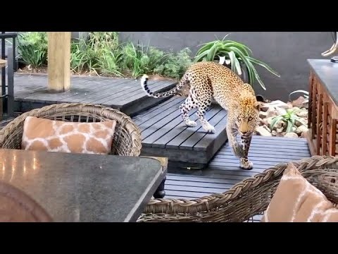 Leopard Walks Amongst People in Restaurant - video by LS | Ruby Life