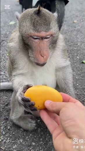 Funny Monkey Moments 😂 | Hilarious Monkey Videos Compilation 2025 #shorts #monkey