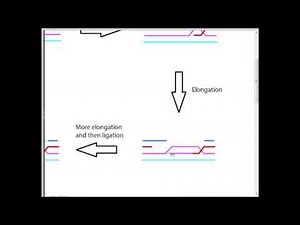 Double Strand Break Repair Overview 1 of 2