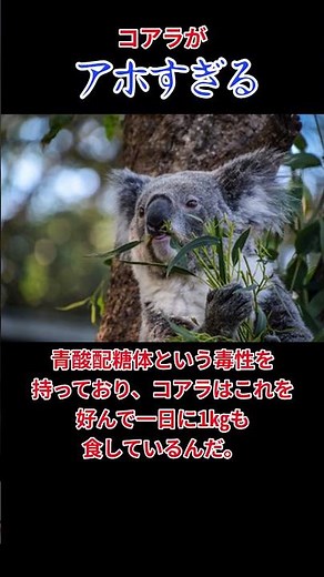 【ゆっくり解説】コアラがアホすぎる #生態解説 #ゆっくり解説 #ゆっくり #ゆっくり解説動画 #日本 #動物