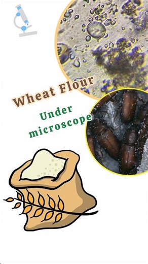 What's in your Wheat flour?🌾 #shorts #wheat #zoom