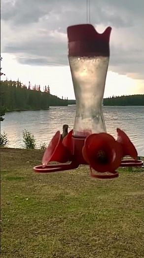Slow Motion Hummingbird Feeding (with slow motion sounds of their movement)