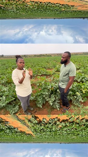 Discover how a determined female farmer turned her passion for agriculture into a multi-million rand farming empire by focusing on high-value crops. 🌱 In this inspiring podcast, we dive deep into her journey from small-scale farming to agribusiness success, sharing real lessons on sustainable farming, agripreneurship, marketing strategies, and crop profitability. Whether you’re an aspiring farmer, agripreneur, or simply love success stories, this episode will teach you how to: ✅ Start small and
