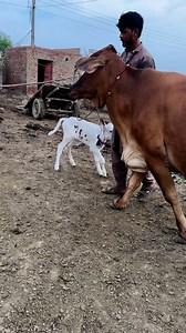106K views · 3.2K reactions | #cow #dairyfarm #dairy_farming #modern_dairy_farming #modern_agriculture #agricultural_machines #amazing_technology #advance_technology #modern_technolog | Dairy Cow TV | Facebook