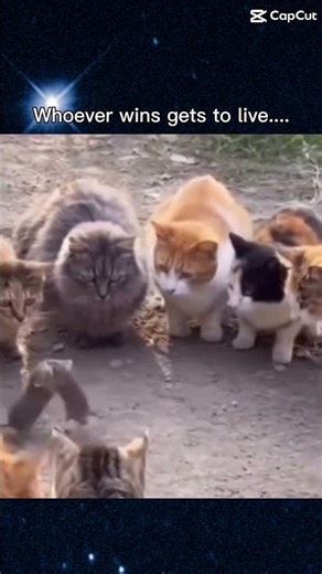 The famous battle against Mickey Mouse vs￼￼ rat