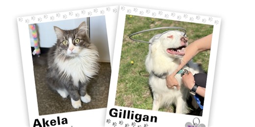WAGNER TAILS: Akela and Gilligan