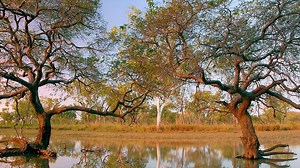 Gutta Percha: The tree that shrunk the world