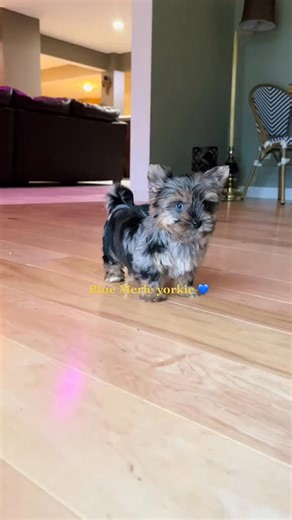 45K views · 1K reactions | ⭐️ #blue #boy #puppy #cute #merle #spots #share #trending #home #yorkie #color | Peace Puppies | Facebook