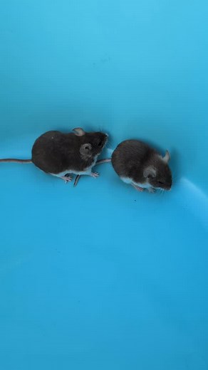 Eastern deermice (Peromyscus maniculatus) having a wash. • • #Peromyscusmaniculatus #Peromyscus #maniculatus #deermouse #deermice #mouse #mice #easterndeermouse #easterndeermice #murid #murids #rodent #rodents #mammals #uk #rodentia #Neotominae #Cricetidae #mammalia #chocolate #mutation | The Rodent Room