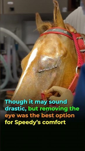 Why we enucleated this Horse's Eye - The Eye Vet