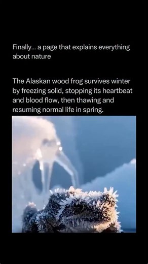 Nature Animals Plants Geography on Instagram: "Follow @explainingthewild for the best nature, animal, planet, and geography content 🧠⚙️ The Alaskan wood frog is a biological miracle that survives the sub-arctic winter by essentially turning into a “frog-shaped ice cube.” As temperatures drop, the frog’s body undergoes a process called “extracellular freezing,” where up to 70% of its body water turns to ice. To prevent its cells from bursting like a frozen water pipe, the frog’s liver goes into