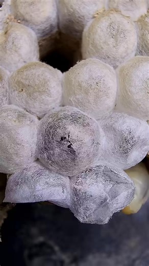 Wasp Emerging from Cocoon | Jutin Video