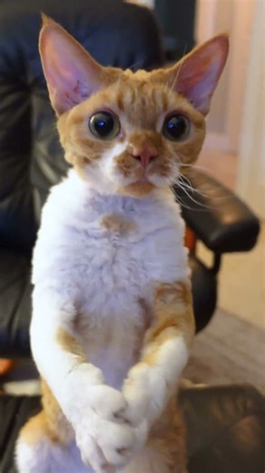 Curly Haired Devon Rex Cat Dances For Cuddles #shorts