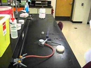 Introductory Microbiology Lab Safety