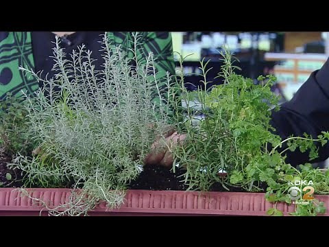 How To Grow A Windowsill Herb Garden