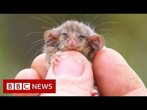 Tiny possum species found alive after bushfires - BBC News