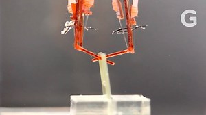 Researchers have developed a method that can grow immature muscle cells into durable and flexible muscle tissue. What does this mean? Well, it can be used to build biohybrid robots—which are kind of like real-life "cyborgs." | Gizmodo