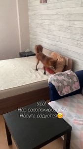 Naruta is happy😊 | Fox zone USA