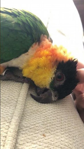 Caique parrot melt under some gentle head scratches!