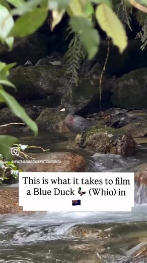 NZ Conservation Stories on Instagram: "Last month we headed to a remote part of the West Coast to Film. The reason? We want to showcase who technology impacts conservation. But along the way we explored up an old creek bed to film an endangered Whio or Blue Duck. Nationally our best guess is that maybe 3000 of these wonderful birds remain. They’re under threat specifically from introduced predators particularly stoats and a healthy population of Whio is typically thanks to either an incredibly r