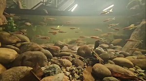 Every year we provide fish for the Vivarium biotope project. This final year was no exception, with the theme being a fast flowing stream from India, featuring Sahyadria denisonii. We think it was a sucessful project | Ruinemans Aquarium Fish