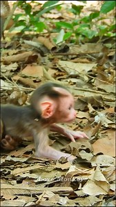 Cute First Steps, Baby Monkey Learns to Walk. | Love Monkey