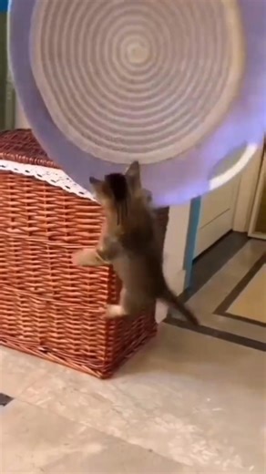 Gravity vs Cats: The Funniest Cat Falls Ever Caught on Camera 😂 #shorts #funny #funnycats