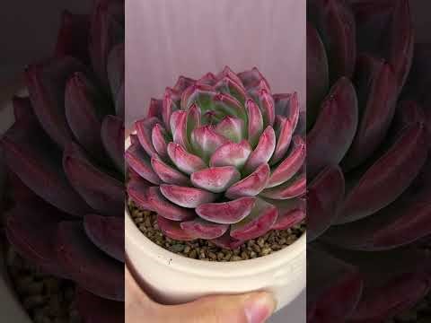 Modern Succulent Care Guide 🌿 Keep Indoor Plants Healthy All Year